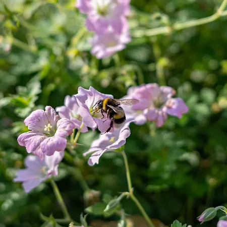 Fh Tannenwieck - Fh Tannenwieck Kormoran Eg Wieck