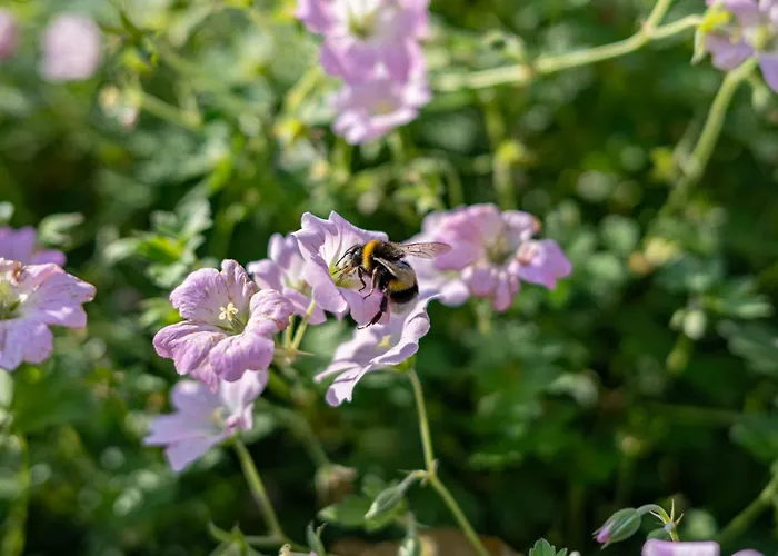 Fh Tannenwieck - Fh Tannenwieck Kormoran Eg Wieck